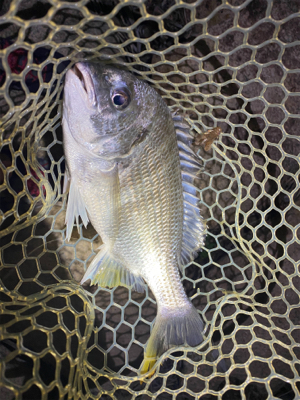 淀川ブリームゲーム