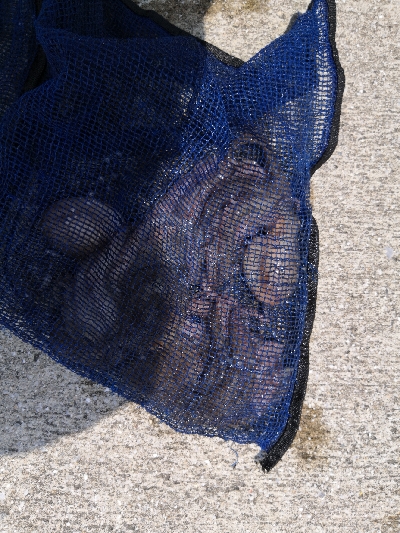 オクトパッシング