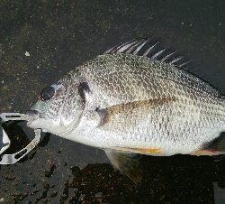 『釣りデビュー☆』202日目