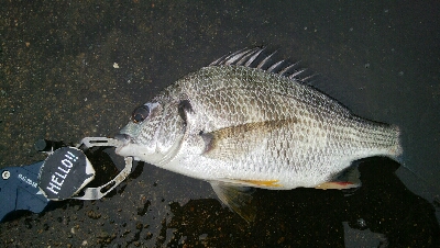『釣りデビュー☆』202日目