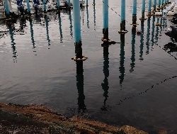 まさかの巨メバル