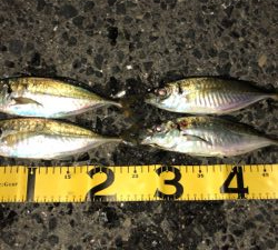 仕事帰りのアジングナイト