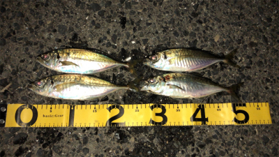 仕事帰りのアジングナイト