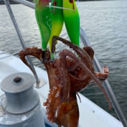 夏のイワシパターン！