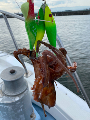 夏のイワシパターン！