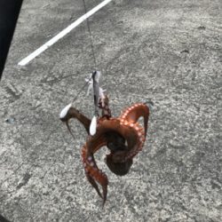 タコ釣り