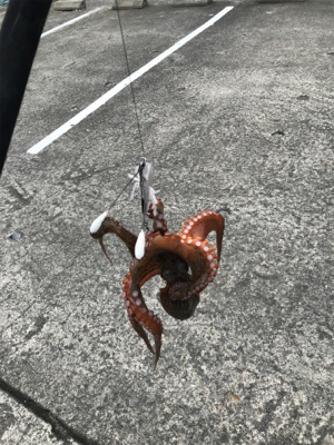 タコ釣り