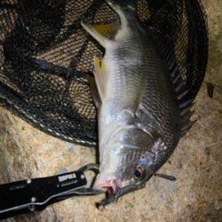 いつまでたってもチニング は難しい