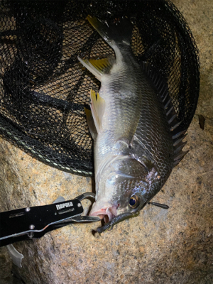 いつまでたってもチニング は難しい