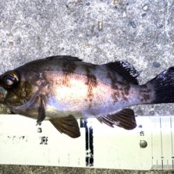 梅雨が明けてもメバル