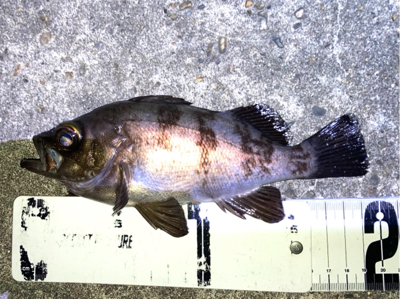 梅雨が明けてもメバル