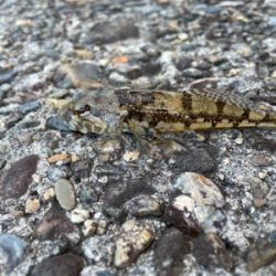 そろそろアコウの季節