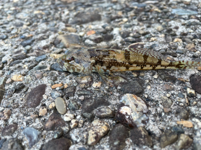 そろそろアコウの季節