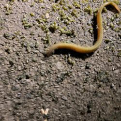 雨のあとのうなぎ釣り