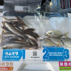 キス釣り、ハゼ釣り