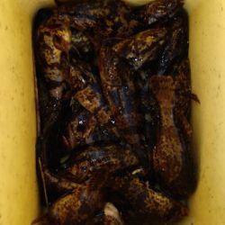 タケノコメバル