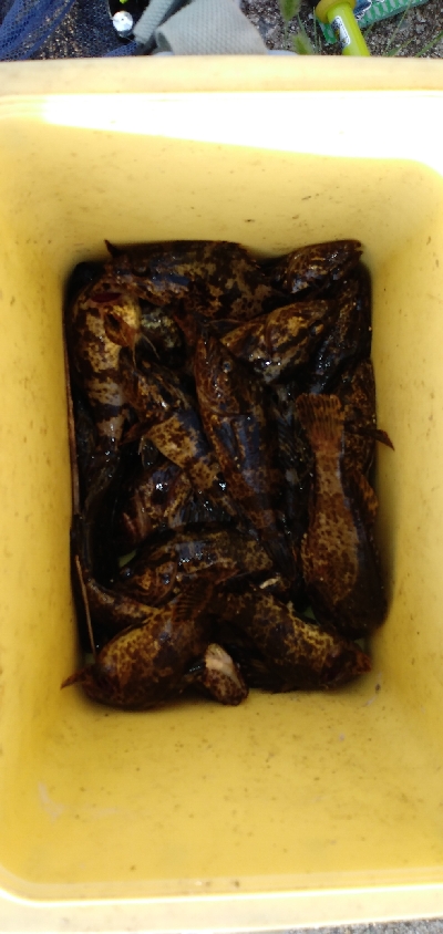 タケノコメバル