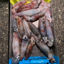 和歌山イカメタル