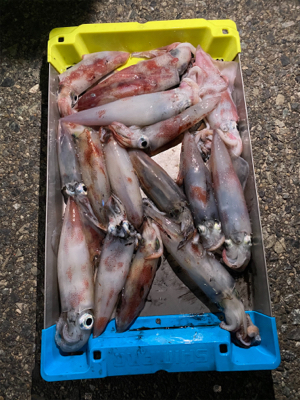 和歌山イカメタル