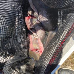 しまなみ沖磯グレ