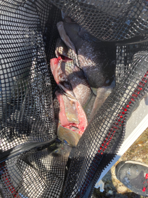 しまなみ沖磯グレ