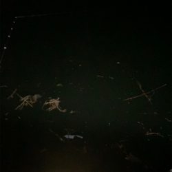 やっぱりヒイカいた(^.^)