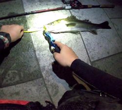 ジョイクロシーバス