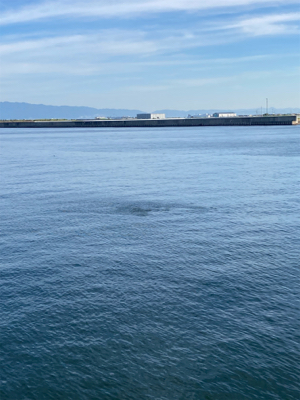 予定通りのサバ