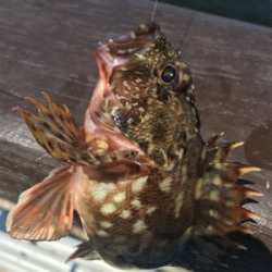 シラサエビとタコエギ