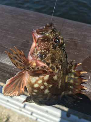 シラサエビとタコエギ