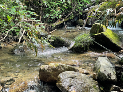初夏の渓流釣り