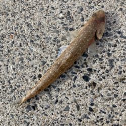 ヤマトカマスとエソ