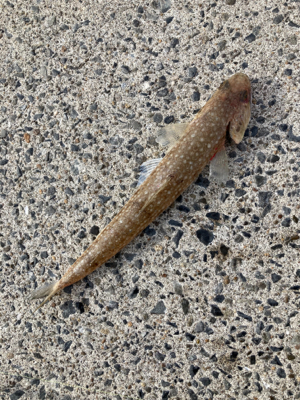 ヤマトカマスとエソ