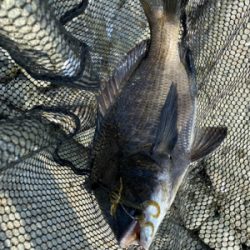 チニング 昼間は早巻が良い。