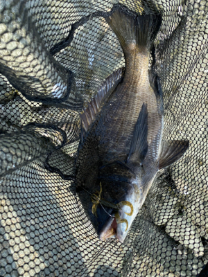 チニング 昼間は早巻が良い。