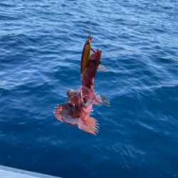 若狭湾でのSLJと小アジの泳がせ釣り