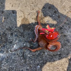 ⭐︎試行錯誤しながら