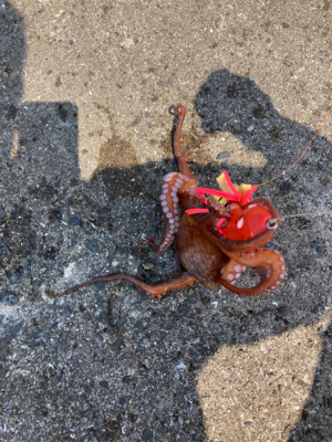 ⭐︎試行錯誤しながら