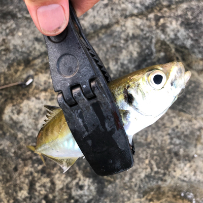 2021 佐渡ヶ島ライトゲーム