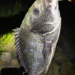 淀川ブリームゲーム