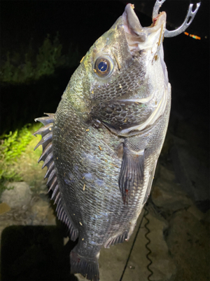 淀川ブリームゲーム