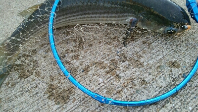 『釣りデビュー(^.^)』207