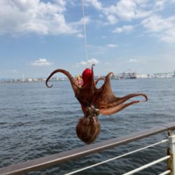 2日ぶり湾奥コスモへ蛸散歩。。3杯。