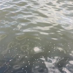 鋼の心燃やし蛸マラソン。615グラム。。