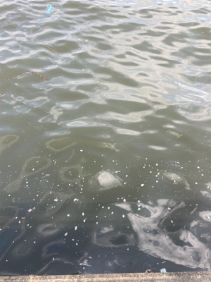 鋼の心燃やし蛸マラソン。615グラム。。