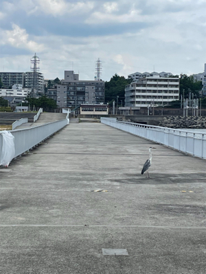 ショアジギング