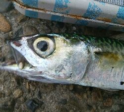 『釣りデビュー(*^-^*)』208