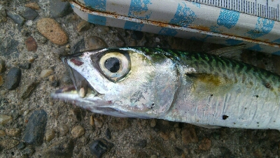 『釣りデビュー(*^-^*)』208