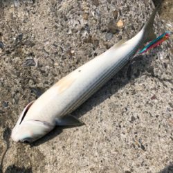 釣った蛸は美味い！