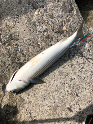 釣った蛸は美味い！